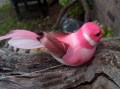 Veren vogel pink